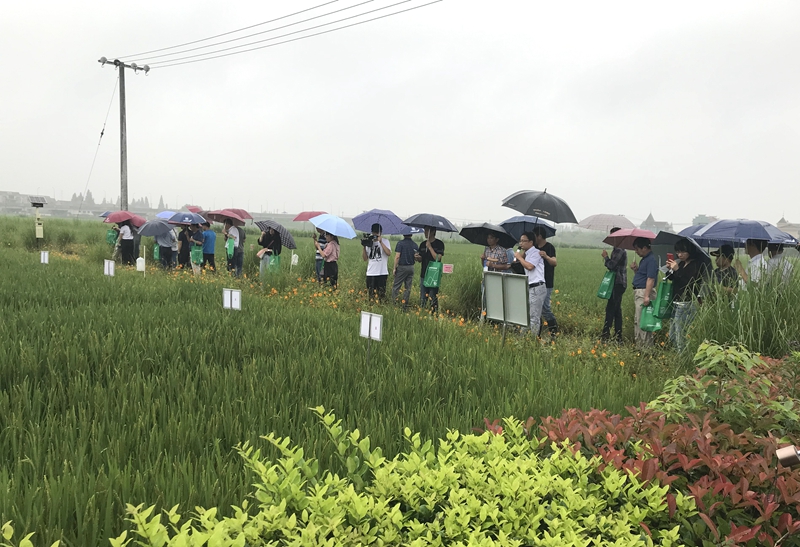 惠多利水稻系列肥料獲專(zhuān)家及農(nóng)戶好評(píng)