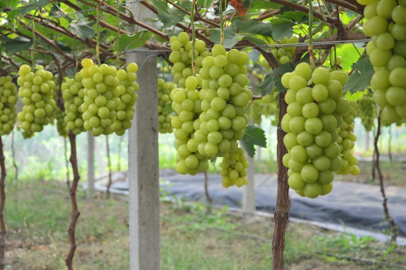 1607393237449469.jpg QQ圖片20201202150520_副本.jpg