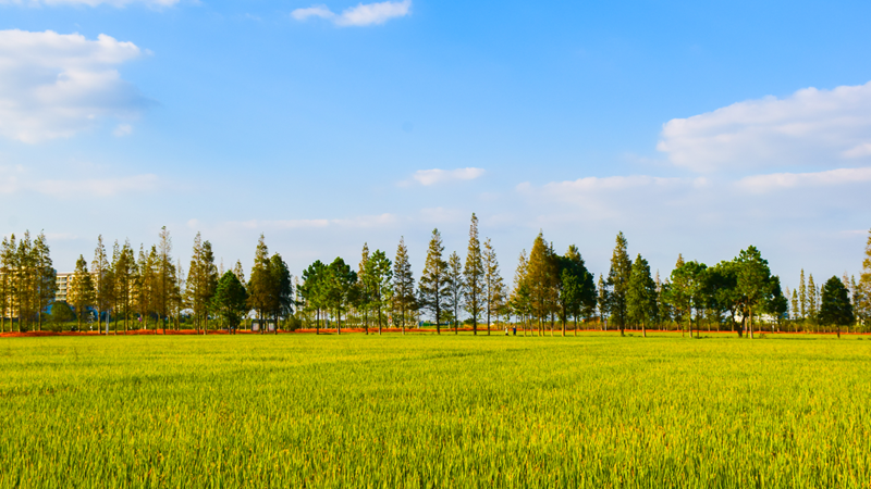 浙農嘉善萬畝水稻種植示范區獲省農業農村廳&ldquo;未來農場&rdquo;認定