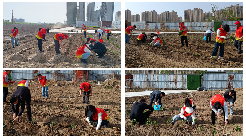 濟(jì)寧華都黨員公益服務(wù)隊(duì)開(kāi)展“植蔬助困”公益活動(dòng)